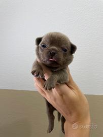 Chihuahua toy LILAC PEDIGREE ENCI 65 gg