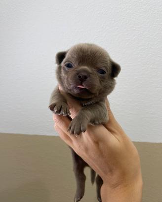Chihuahua toy LILAC PEDIGREE ENCI 65 gg