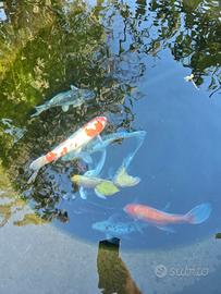 Carpe koi
