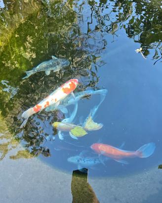 Carpe koi
