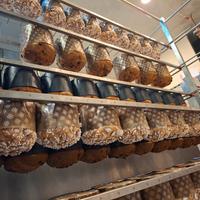 impastatrice spirale 250 lg