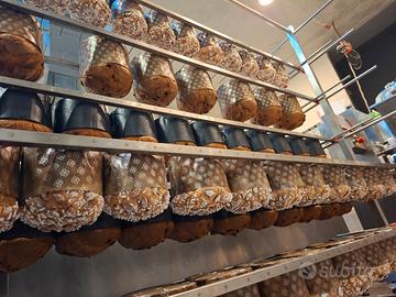 impastatrice spirale 250 lg