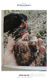 Cane da tartufo