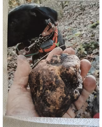 Cane da tartufo