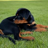 Cucciola di Rottweiler