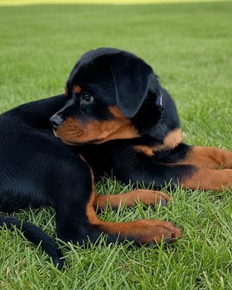 Cucciola di Rottweiler