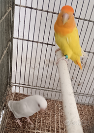 Pappagalli Inseparabili