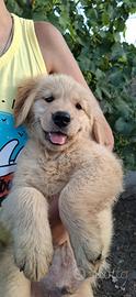 Golden retriver