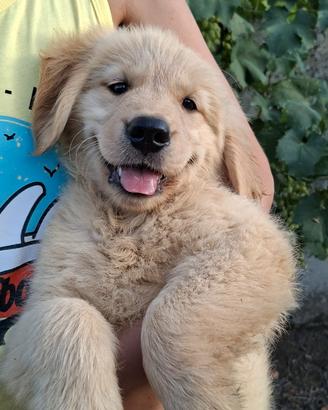 Golden retriver