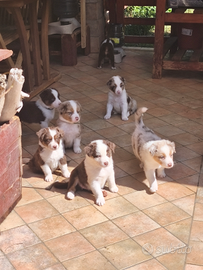 Piccoli di pastore australiano