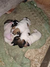 Cuccioli jack Russell