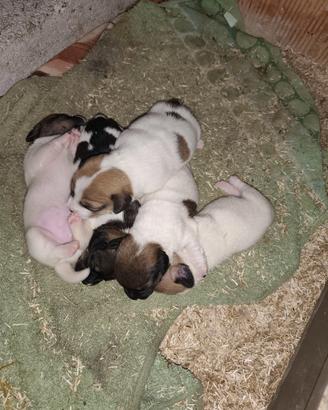 Cuccioli jack Russell