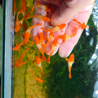 Guppy koi selezionati