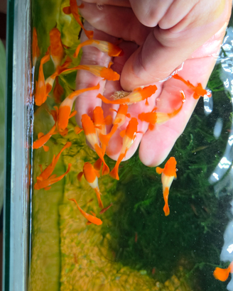 Guppy koi selezionati