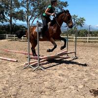 Cavallo da scuola