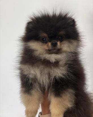 Spitz pomerania con pedigree enci