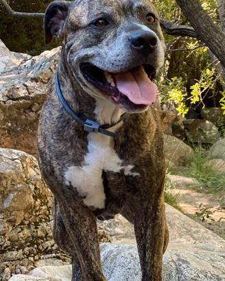 Pit bull per monta