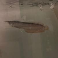 Arowana silver