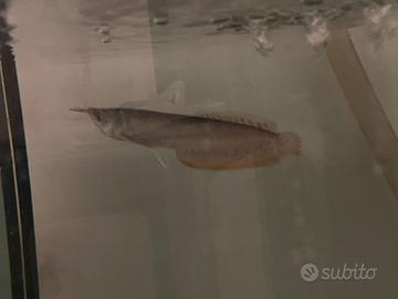 Arowana silver