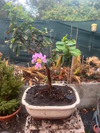 Bonsai lagerstroemia