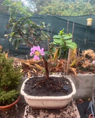 Bonsai lagerstroemia