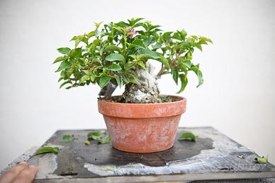 Bonsai di bouganville Shohin