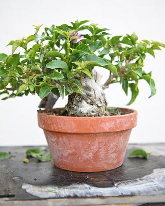 Bonsai di bouganville Shohin