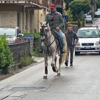 Cavallo spagnolo