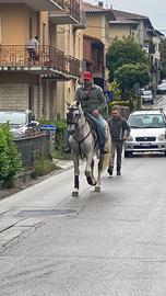 Cavallo spagnolo
