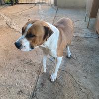 Cane Amastaff maschio