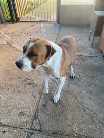 Cane Amastaff maschio