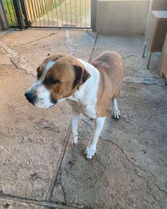 Cane Amastaff maschio