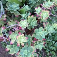 Talee sedum