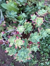 Talee sedum