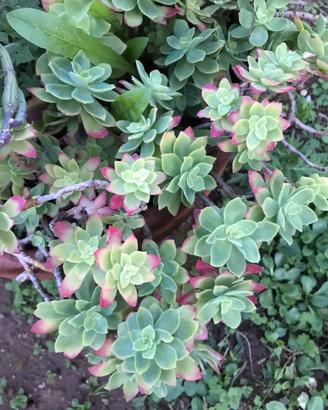 Talee sedum