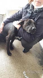 Bea cucciola in canile