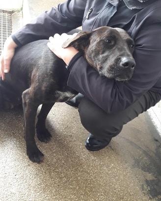 Bea cucciola in canile