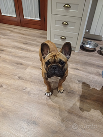 Bulldog francese