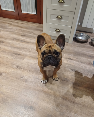 Bulldog francese