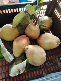 Pere cotogne