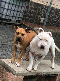 Se qualcuno è interessato a cani amstaff chiamate