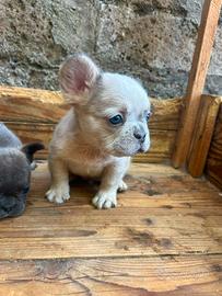 Cuccioli colorazione esotica