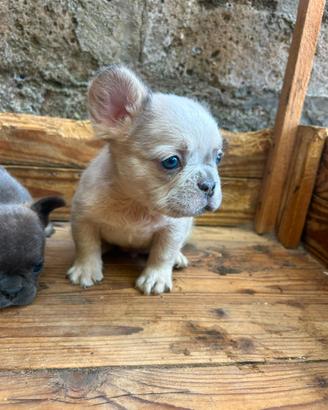 Cuccioli colorazione esotica