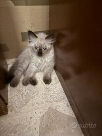 Gatti siamesi