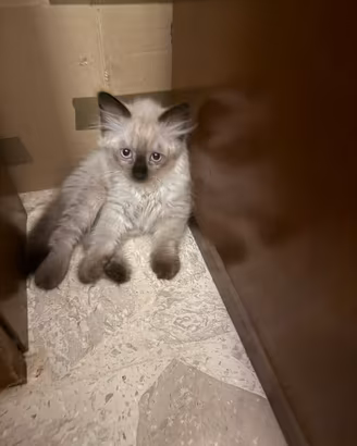 Gatti siamesi