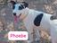 Immagine 4
