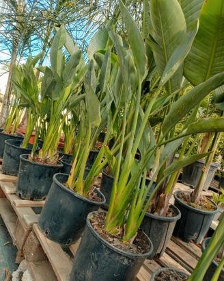 strelitzie reginae uccello del paradiso sconto 