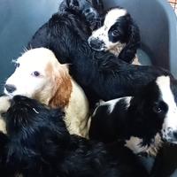 Cocker spaniel cuccioli