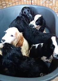 Cocker spaniel cuccioli