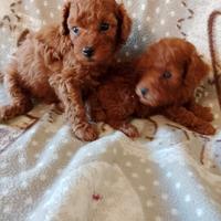 Maschietto di Barboncino Red